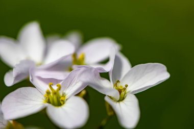 Çayırda büyüyen Cardamine pratensis, yakın çekim