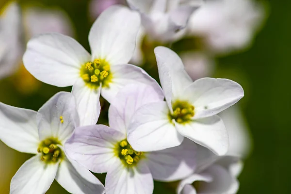 Cardamine Pratensis Poussant Dans Prairie Gros Plan — Photo