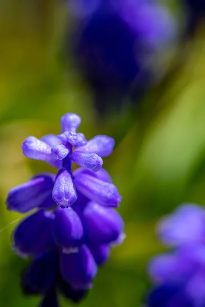 Muscari Blomma Ängen Närbild Skjuta — Stockfoto