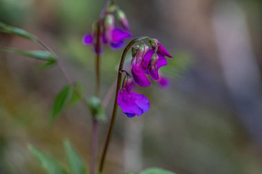 Çayırda Lathyrus vernus çiçeği