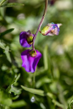 Lathyrus vernus çiçeği çayırda büyüyor, yakın plan. 