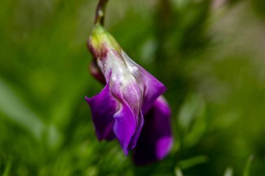 Lathyrus vernus çiçeği çayırda büyüyor, yakın çekim