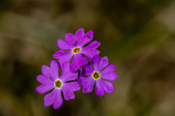 Primula Farinosa Λουλούδι Στο Λιβάδι — Φωτογραφία Αρχείου