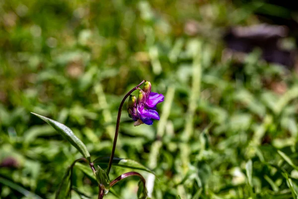 Квітка Латіруса Верна Лузі Крупним Планом — стокове фото