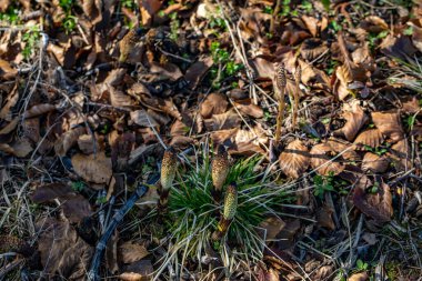 Equisetum arvense çiçeği çayırda, yakın çekim