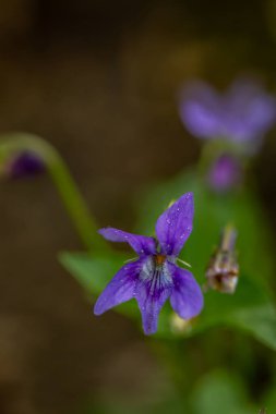 Ormanda Viola Reichenbachiana çiçeği