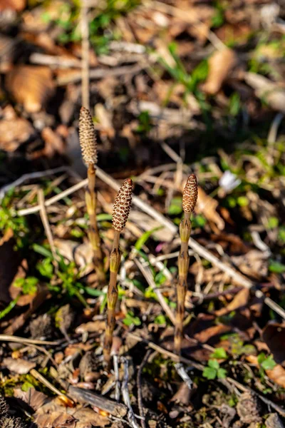 Equisetum Arvense Flower Meadow Close — стоковое фото