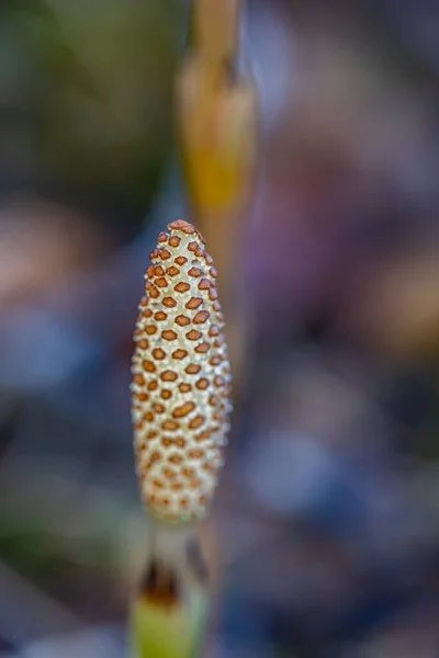 Equisetum Arvense Blume Wächst Auf Der Wiese Nahaufnahme — Stockfoto