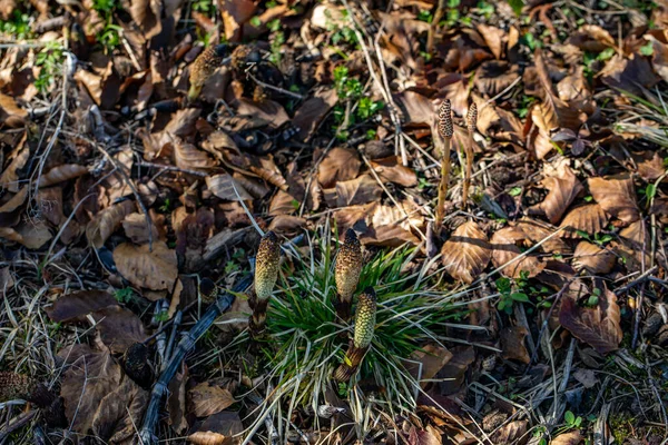 Equisetum arvense çiçeği çayırda, yakın çekim