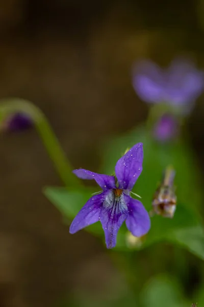 Viola Reichenbachiana Kwiat Lesie — Zdjęcie stockowe