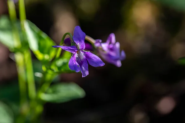 Viola Reichenbachiana Flor Que Crece Bosque —  Fotos de Stock