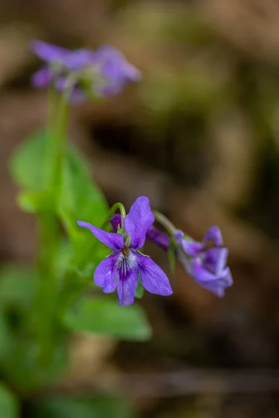 Ormanda Viola Reichenbachiana Çiçeği Yakın Çekim — Stok fotoğraf