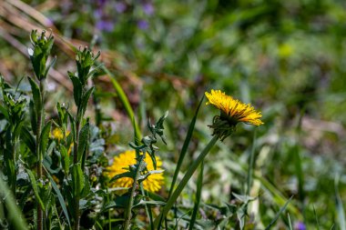 Meadow 'daki Taraxacum Memurları, yakın çekim
