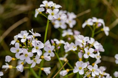 Çayırda Cardamine pratensis, makro