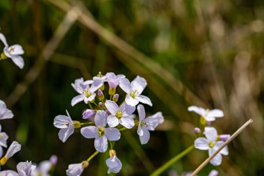 Çayırda Cardamine pratensis