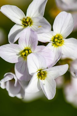 Çayırda Cardamine Pratensis, yakın çekim
