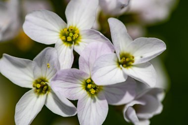 Çayırda büyüyen Cardamine pratensis, yakın çekim