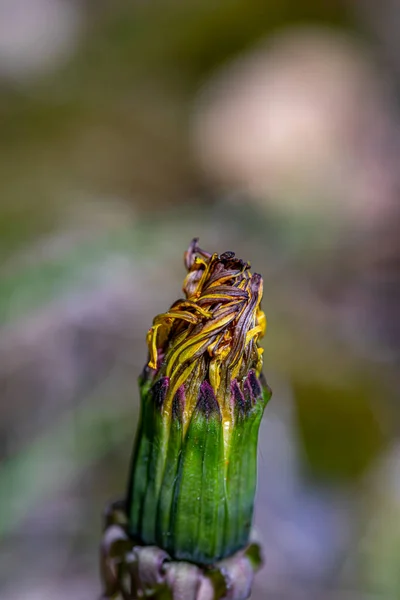 Taraxacum Officinale Rośnie Łące — Zdjęcie stockowe