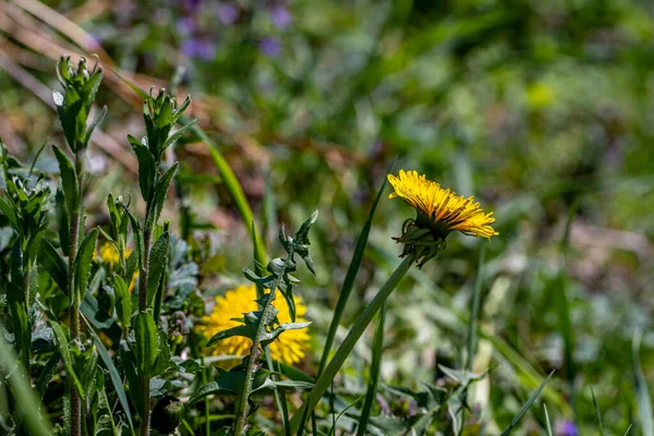 Taraxacum Officinale Réten Közeli Lövés — Stock Fotó