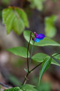 Lathyrus vernus çiçeği çayırda büyüyor, yakın çekim