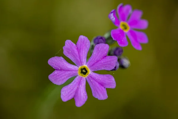 Primula Farinosa Fiore Nel Prato — Foto Stock