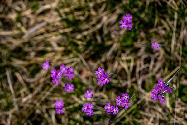 Primula Farinosa Çiçeği Çayırda Yetişiyor Yakın Çekim — Stok fotoğraf