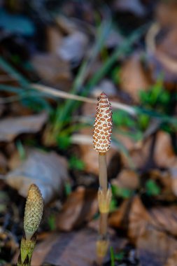 Equisetum arvense çiçeği çayırda