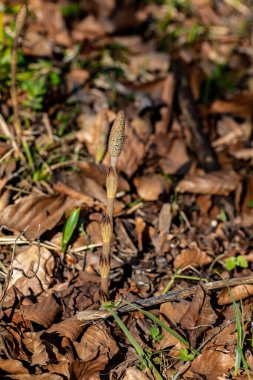 Equisetum arvense çiçeği çayırda, yakın