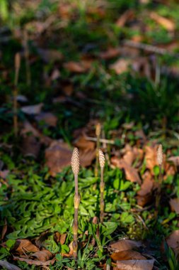 Equisetum arvense çiçeği çayırda, yakın çekim