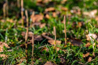 Equisetum arvense çiçeği çayırda büyüyor, yakın çekim