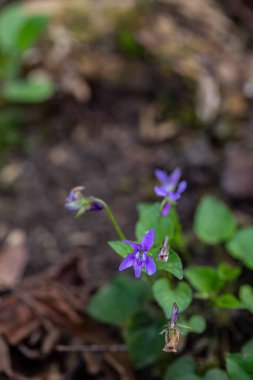 Ormanda yetişen Viola Reichenbachiana çiçeği.