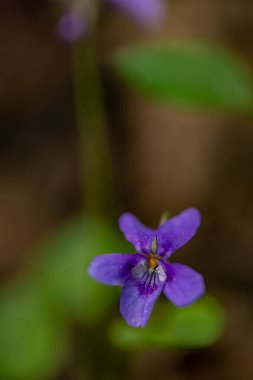 Viola Reichenbachiana çiçeği ormanda büyüyor, yakın çekim