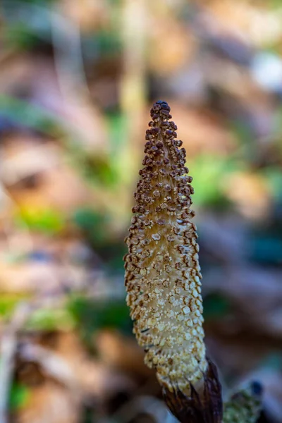 Equisetum Arvense Flower Growing Meadow — ストック写真