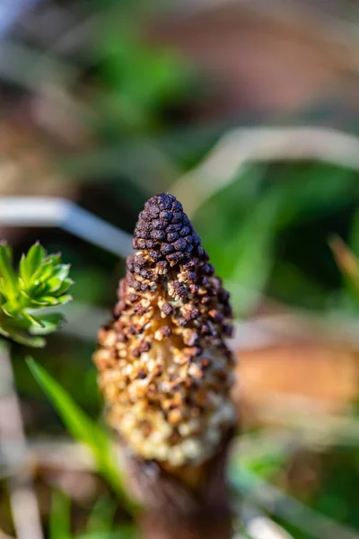 Equisetum Arvense Flor Crescendo Prado Close — Fotografia de Stock