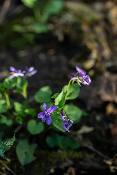 Viola Reichenbachiana Kwiat Rośnie Lesie — Zdjęcie stockowe
