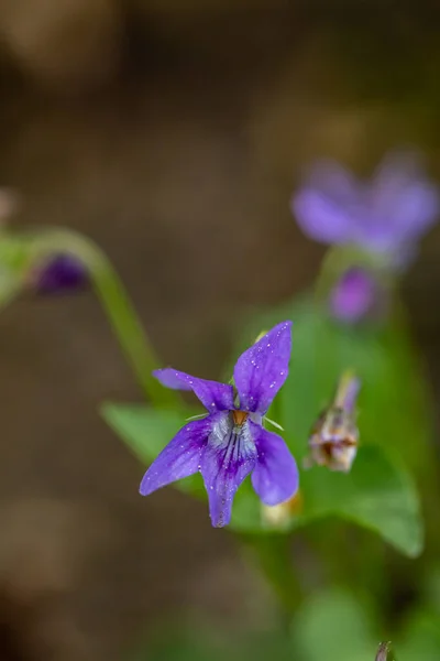 Viola Reichenbachiana Flor Bosque Cerca —  Fotos de Stock