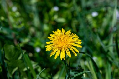 Meadow 'da Taraxacum officinale, makro