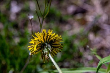 Çayırda yetişen Taraxacum Memurları, yaklaşın.
