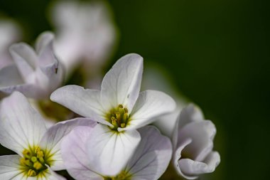 Çayırda Cardamine pratensis