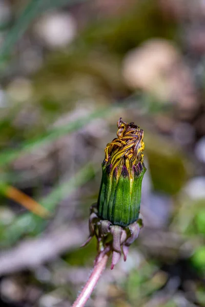 Taraxacum Officinale Rośnie Łące — Zdjęcie stockowe