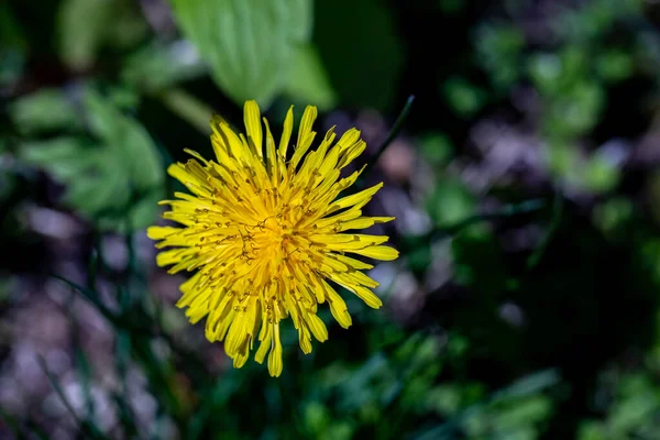 Taraxacum Officinale Meadow Close — Stock Photo, Image