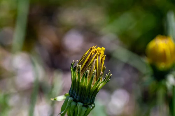 Taraxacum Officinale Meadow Close Shoot — стоковое фото