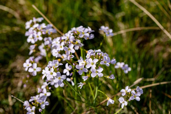 Cardamine Pratensis Poussant Dans Prairie Gros Plan — Photo