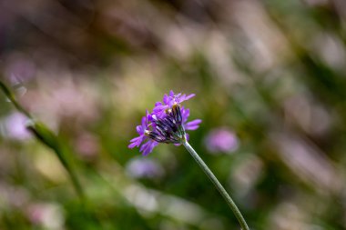 Çayırdaki Primula farinosa çiçeği, makro