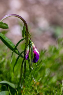 Lathyrus vernus çiçeği çayırda yetişiyor.