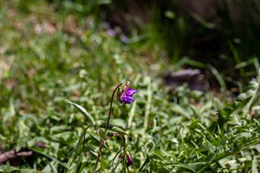 Lathyrus vernus çiçeği çayırda, yakın çekim