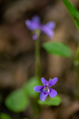 Viola reichenbachiana çiçeği ormanda yetişiyor.