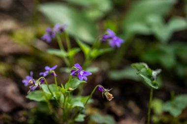 Ormanda yetişen Viola Reichenbachiana çiçeği.