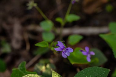 Viola Reichenbachiana çiçeği ormanda büyüyor, yakın çekim
