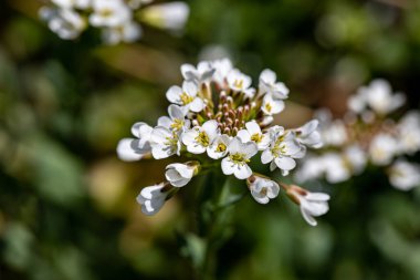 Meadow 'daki Noccaea Montana, yaklaş.